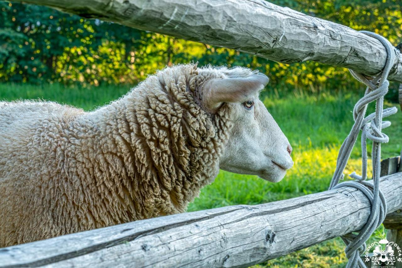 Agroturystyka Corno Owca Zabnica Exteriör bild
