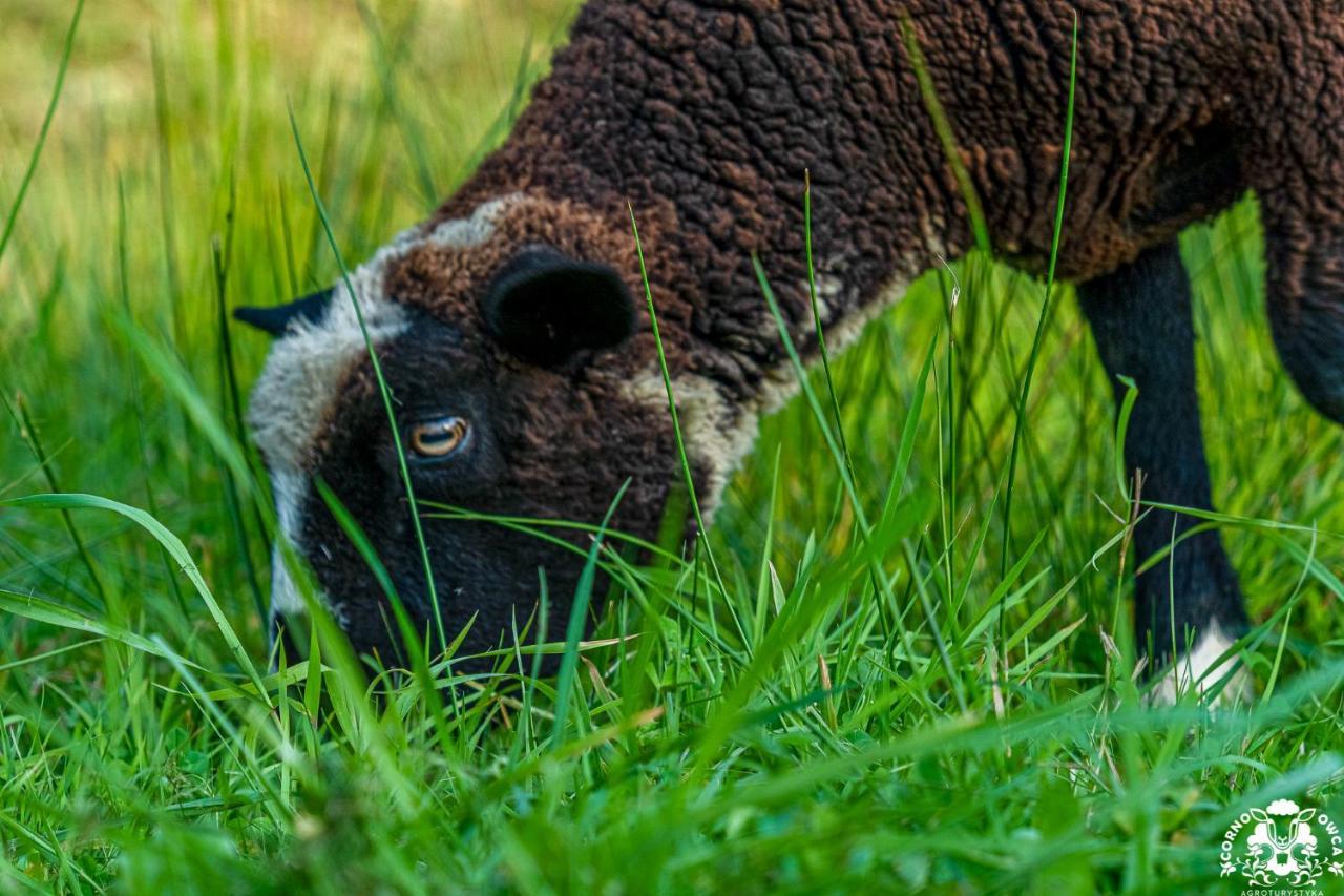Agroturystyka Corno Owca Zabnica Exteriör bild